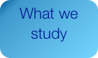 What we study